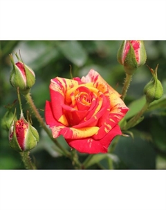 Саженец Роза спрей "Файр Флеш", туба, 1 шт, Весна 2025 Поиск