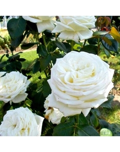 Саженец Роза Мейян чайно-гибридная "Пьер Ардити", туба, 1 шт, Весна 2025 Поиск