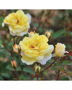 Саженец Роза чайно-гибридная "Надя Зеруали", туба, 1 шт, Весна 2025 Поиск