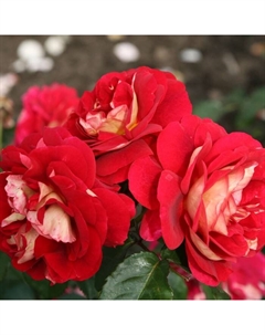 Саженец Роза Кордес флорибунда "Ди Зеенсверте", туба, 1 шт, Весна 2025 Поиск