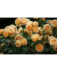 Саженец Роза флорибунда "Дольче", туба, 1 шт, Весна 2025 Поиск