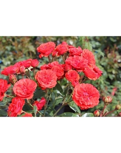 Саженец Роза миниатюрная "Ориндж Бэбифлор", туба, 1 шт, Весна 2025 Поиск