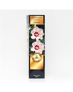 Гибискус сирийский Люкс "Матильда", 1 шт, туба, Весна 2025 Поиск