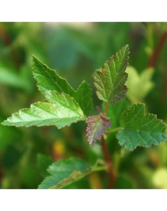 Пузыреплодник калинолистный Патио Люкс "Литтл Грини", 1 шт, туба, Весна 2025 Поиск