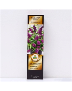 Буддлея Давида Патио Люкс «Тутти Фрутти», 1 шт., туба, Весна 2025 Поиск