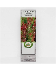 Барбарис Тунберга "Ред Рокет ", 1 шт, туба, Весна 2025 Поиск
