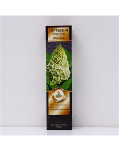 Гортензия метельчатая Люкс "Полар Бир", 1 шт, туба, Весна 2025 Поиск