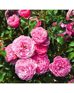 Саженец Роза миниатюрная "Пикси Панч", туба, 1 шт, Весна 2025 Поиск