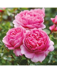 Саженец Роза английская парковая "Принцесс Александра оф Кент", туба, 1 шт, Весна 2025 Поиск