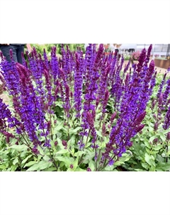 Сальвия дубравная (Шалфей) Сальватор Блу, I р-р, 1 шт, 25-35 h(см), Весна 2025 Поиск