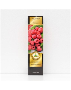 Малина перспективные сорта «Крепыш», 1 шт., туба, Весна 2025 Поиск
