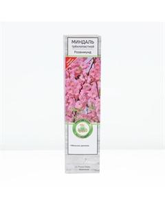 Миндаль трехлопастной «Розенмунд», саженец, декоративный, цветущий, туба, 1 шт. Поиск