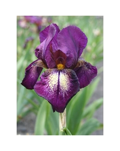 Ирис бородатый «Эттеншн Плиз», р-р I, 1 шт., Осень 2025 Поиск