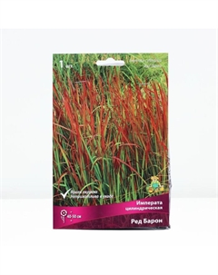 Императа цилиндическая Ред Барон, р-р I, 1 шт, Лето 2025 Поиск