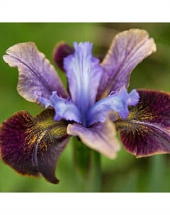 Ирис сибирский Блэк Джокер, корневище в пакете с торфогрунтом, р-р I, 1 шт. Поиск