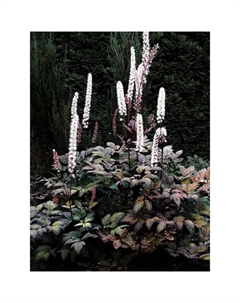 Клопогон ветвистый «Атропурпуреа», р-р I, 1 шт., Осень 2025 Поиск