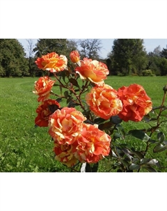 Саженец Роза флорибунда "Пападжина", туба, 1 шт, Весна 2025 Поиск