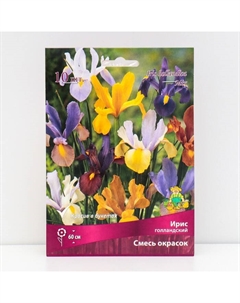 Ирис голландский «смесь окрасок», луковица в перфорированном пакете, 10 шт., р-р 6/7 Поиск