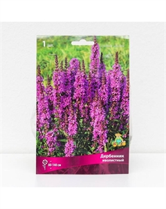 Дербенник «иволистный», корневище в пакете с торфогрунтом, 1 шт., р-р I Поиск