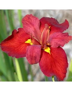 Ирис луизианский Энн Чоунинг, корневище в пакете с торфогрунтом, р-р I, 1 шт. Поиск