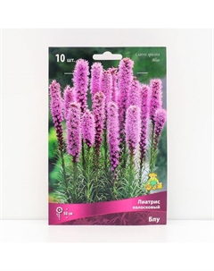 Лиатрис колосковый Блу, 10 шт, р-р 8/10, Весна 2025 Поиск