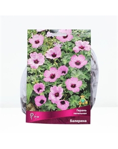 Герань пепельная Балерина, корневище в пакете с торфогрунтом, р-р I, 1 шт. Поиск
