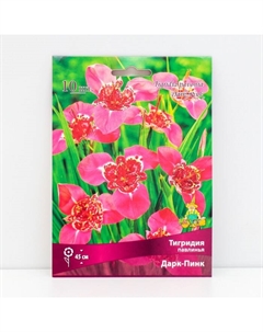 Луковица Тигридия павлинья Дарк-Пинк, 10 шт., р-р 5/7 Поиск