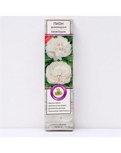 Пион древовидный (привитый на травянистый) «Белая Башня», 1 шт., туба, Весна 2025 Поиск