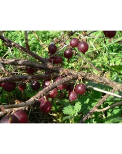 Крыжовник «Черносливовый» 1 шт., туба, Весна 2025 Поиск