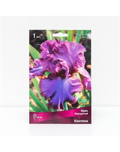 Корневище Ирис бородатый «Кантина », 1 шт., р-р I Поиск