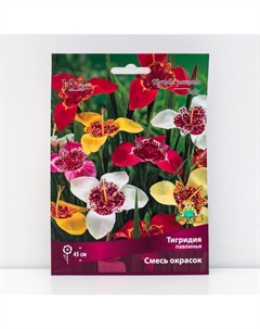 Луковица Тигридия павлинья Смесь окрасок, 10 шт., р-р 5/7 Поиск
