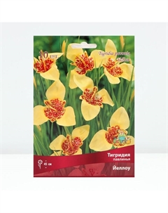 Луковица Тигридия павлинья Йеллоу, 10 шт., р-р 5/7 Поиск