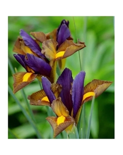 Ирис голландский «Тайгерай», 6/7 р-р, 10 шт., 60 h(см), Осень 2025 Поиск