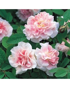 Саженец Роза канадская парковая "Мартин Фробишер", туба, 1 шт, Весна 2025 Поиск