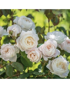 Саженец Роза английская парковая "Дездемона", туба, 1 шт, Весна 2025 Поиск