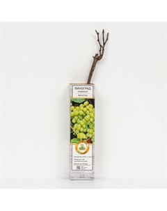 Виноград плодовый "Августин" 1 шт, туба, Весна 2025 Поиск