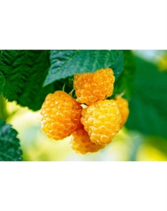 Малина ремонтантные сорта (штамбовый тип куста) "Желтый пингвин" 1 шт, туба, Весна 2025 Поиск