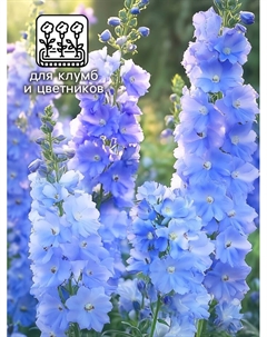 Семена цветов Дельфиниум "Монинг Лайт F1", 3 шт Агрофирма партнер