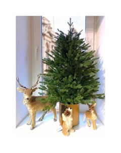 Ель Ноэлла 0.9 м Greenterra