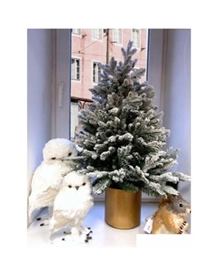 Ель Эйра 0.9 м Greenterra