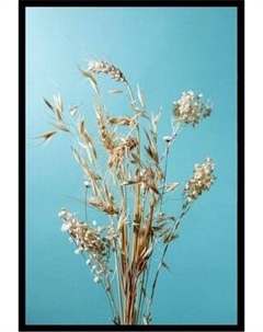 Постер Citydecor Цветы 14