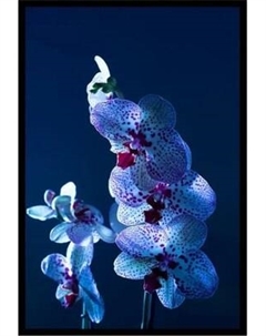 Постер Citydecor Цветы 5