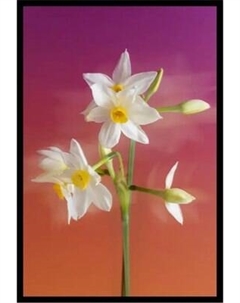 Постер Citydecor Цветы 7