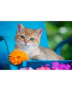 Набор алмазной вышивки Котик на даче / НД-2684 Рыжий кот