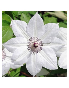 Клематис крупноцветковый "Сноу Квин", капер, 1 шт, Весна 2025 Поиск