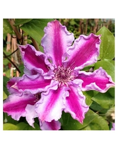 Клематис крупноцветковый "Тюдор", капер, 1 шт, Весна 2025 Поиск