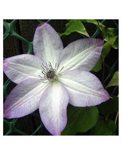 Клематис крупноцветковый Люкс "Фонд Меморис", капер, 1 шт, Весна 2025 Поиск