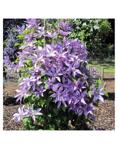 Клематис крупноцветковый "Тарту", капер, 1 шт, Весна 2025 Поиск