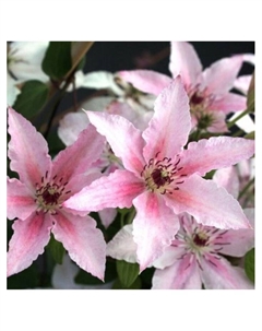 Клематис крупноцветковый "Пинк Фентези", капер, 1 шт, Весна 2025 Поиск