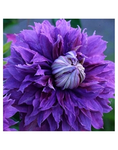 Клематис крупноцветковый "Бьюти оф Ворчестер", туба, 1 шт, Весна 2025 Поиск